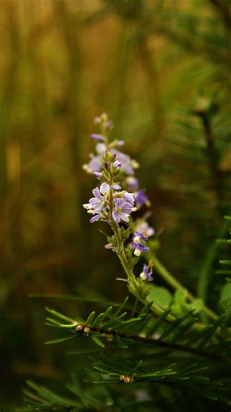 Flores Silvestres Speedwells Foto Gratis En Pixabay Pixabay