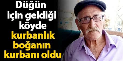 Kars ta düğün için geldiği köyde kurbanlık boğanın kurbanı oldu