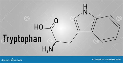 Tryptophan Or L Tryptophan Trp W Amino Acid Molecule Skeletal