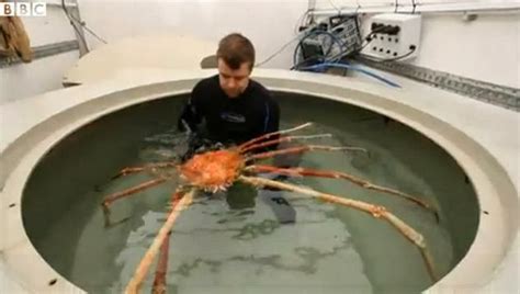 Japanese Spider Crab - Introspective World