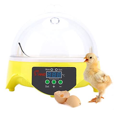 Comment Avoir Des Poussins Coq Incubation Poule Couveuse