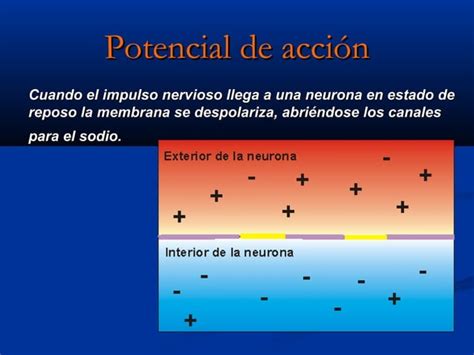 Transmisi N Del Impulso Nervioso Ppt