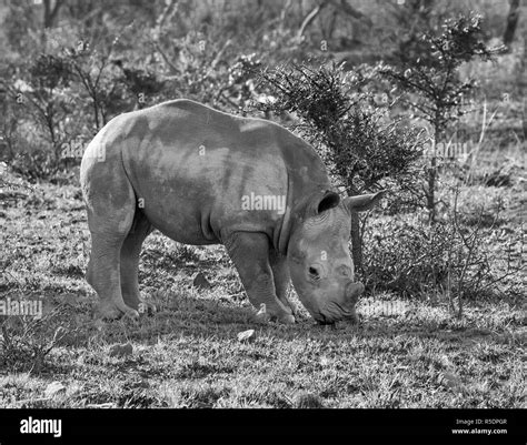 A White Rhino Calf In Southern African Savanna Stock Photo Alamy