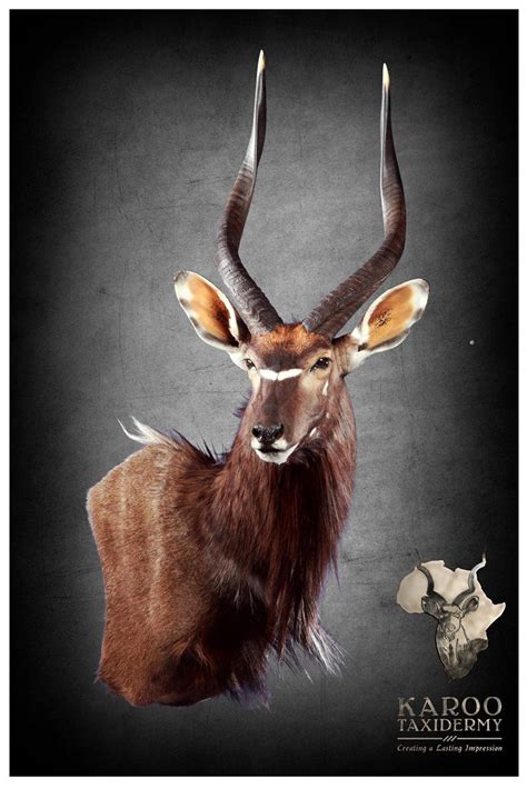 Nyala Mounts