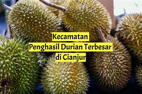 Kecamatan Penghasil Durian Terbesar Di Kabupaten Cianjur Juaranya