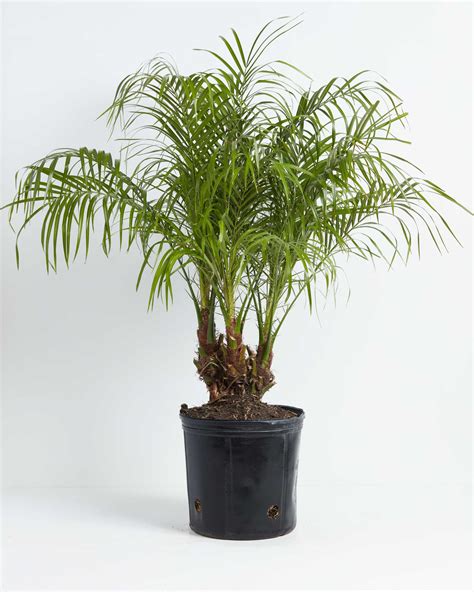 Pygmy Date Palm Tree Full Grown Options And Care Guide