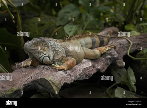 Wait Waiting Green Brown Brownish Brunette Leaves Palms Root Iguana