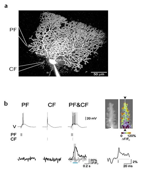 Supralinear Ca2signals In Purkinje Cell Dendrites And Spines Evoked By