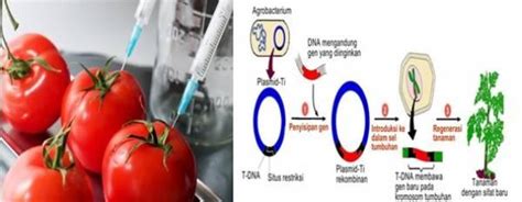 Detail Contoh Tanaman Transgenik Koleksi Nomer 32