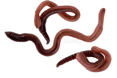 30361 Endogeic Worms Stock Photos Free And Royalty Free Stock Photos