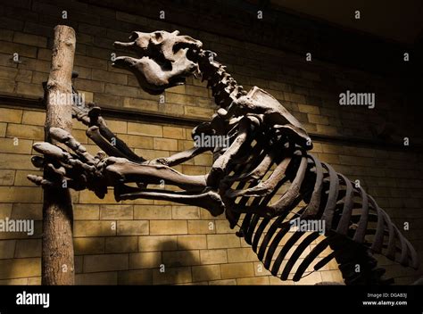 Megatherium Americanum Natural History Museum Kensington London