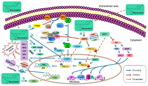 Health Benefits And Molecular Mechanisms Of Resveratrol A Narrative Review