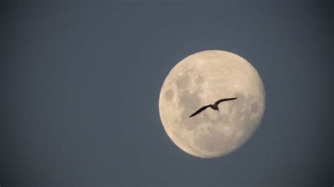 Moon Watching For Migrating Birds BirdNote