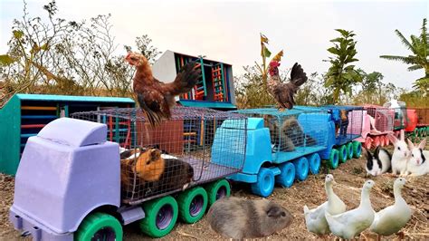 Wiidiihhh Truk Gandeng Angkut Bebek Kerbau Sapi Warna Warni