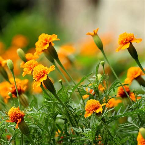 Tagetes (Marigold) Essential Oil - WISDOM OF THE EARTH