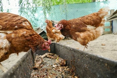 Hens Feed On The Traditional Rural Barnyard Hen Standing In Grass On