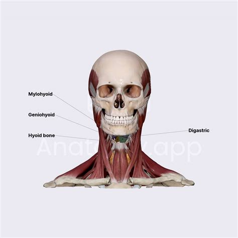 Stylohyoid Muscle Labeled