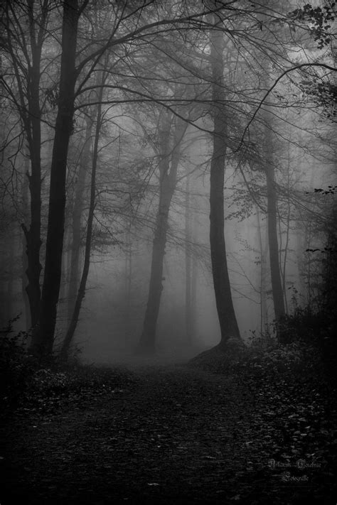 Black And White Photograph Of Trees In The Fog