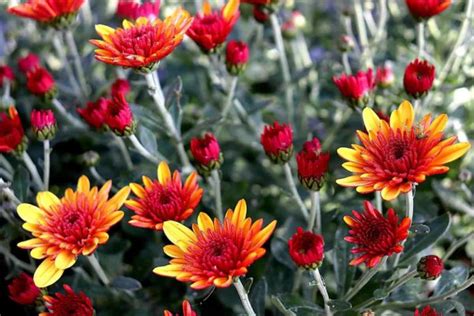 How To Grow Chrysanthemums From Seed To Harvest Planting And Care