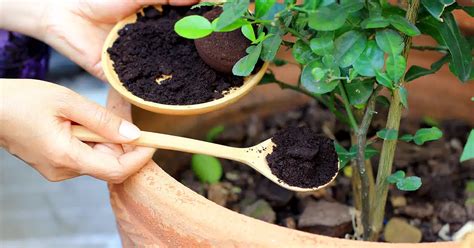 Fertilizante caseiro fácil de fazer para suas plantas florescerem