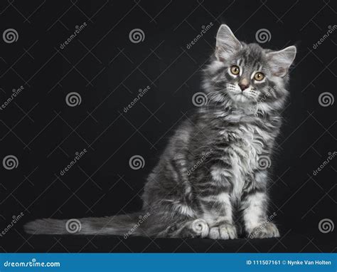 Blue Tabby Maine Coon Kitten On Black Background Stock Image Image Of