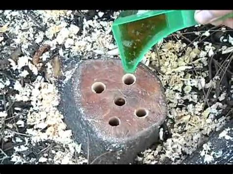 How To Remove A Tree Stump Using Epsom Salt Youtube Diy Planters