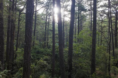 Woods Camp John Hay Baguio City Benguet Philippines Fe Flickr