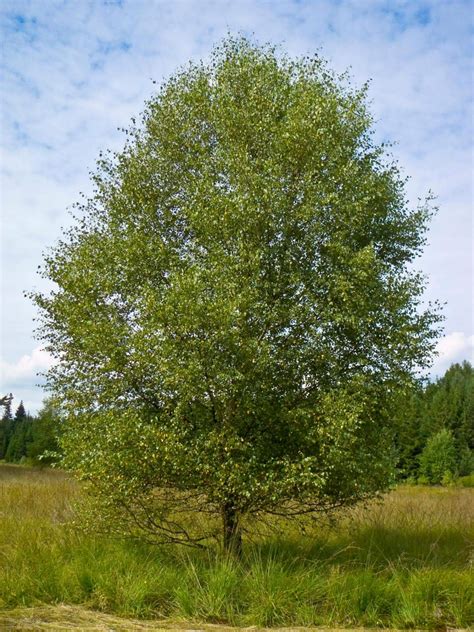 Moor Birke Betula Pubescens