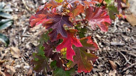 Zielono Zakr Ceni Hortensja D Bolistna Hydrangea Quercifolia