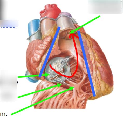 Right Ventricle Diagram Quizlet