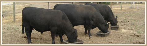 Australian Lowline Cattle Beef Standards Alca