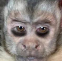 A Monkey With Brown Eyes Looking At The Camera