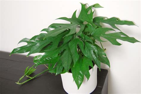 How To Grow And Care For Baltic Blue Pothos