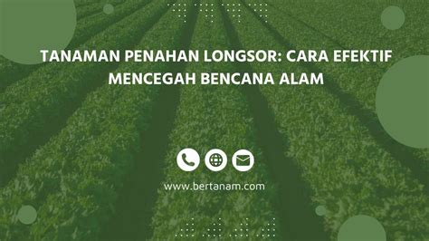 7 Tanaman Penahan Longsor Cara Efektif Mencegah Bencana Alam Bertanam