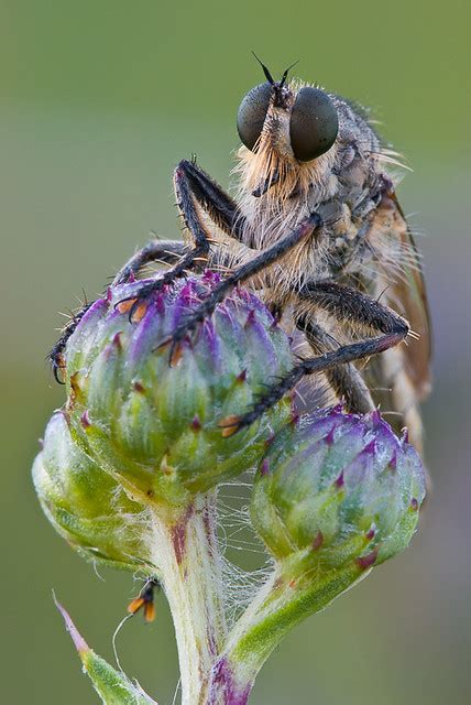 Machimus Rusticus Schlichte Raubfliege Machimus Rusticus Flickr