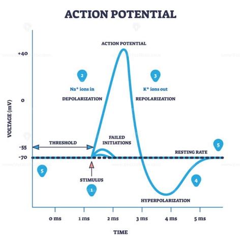 Action Potential And Neuron Membrane Spike After Stimulus Outline