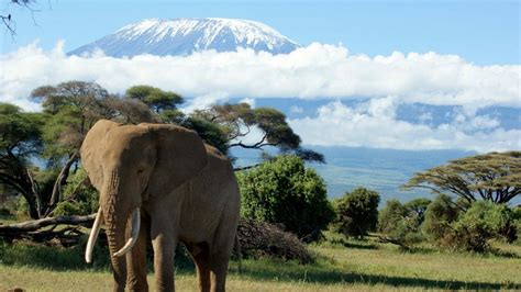 Mountain Kilimanjaro Photos