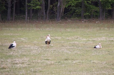 Se De Flotte Billeder Storken E Er Kommet Til Danmark ONP Dk