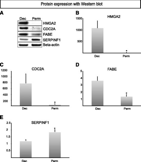 Western Blot Analysis Of Protein Expression Western Blot Analysis Of