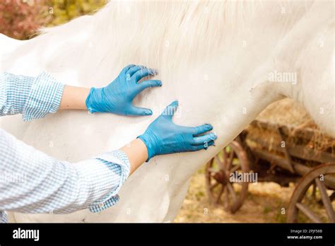 A Young Beautiful Female Vet Inspects A White Horse Love Medicine Pet