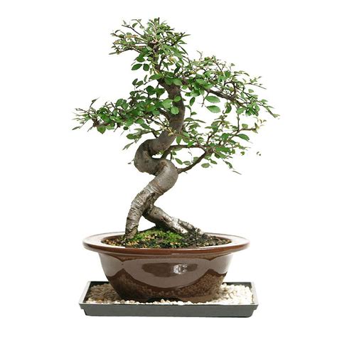 Brussel S Bonsai Trees In The World Don T Miss Out Earthysai