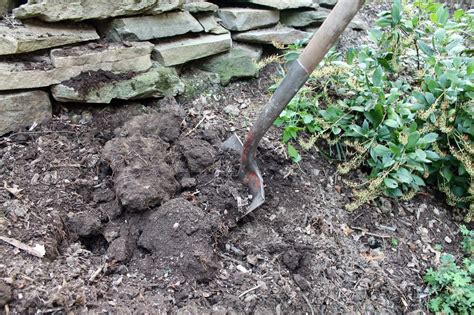 Tips And Tricks For Planting In Clay Soil Ask Extension Expert