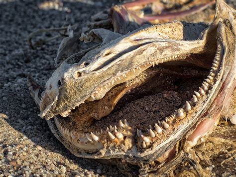 Animal Jawbone on Ground · Free Stock Photo