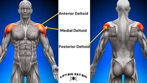 Best Side Delt Exercises For Wide Shoulders Lift Big Eat Big