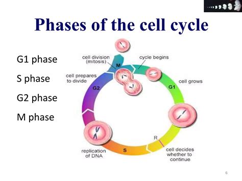 Cell Proliferation And Differentiation Ppt Free Download