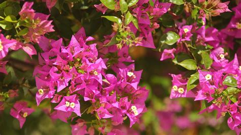 How To Plant Grow And Care For Bougainvillea