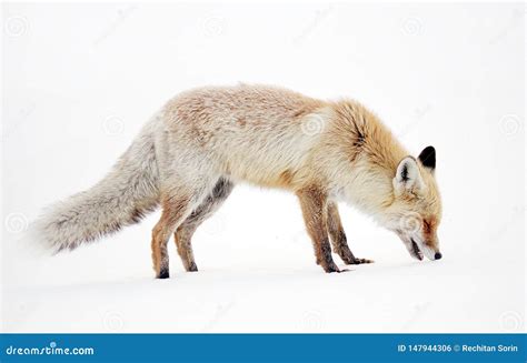 Fox in Natural Habitat. Winter and Snow. Stock Photo - Image of native ...