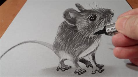 Realistic Mouse Drawing