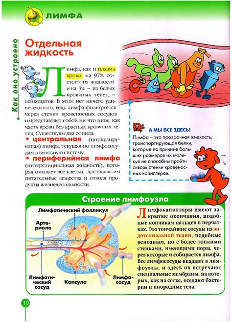 Тело человека. Лимфосистема | Дефектология Проф