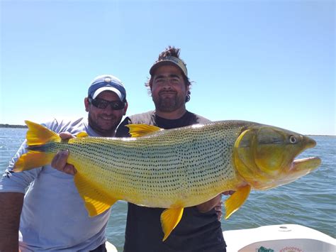 Surubí de 60 kilos y muchos Dorados la pesca 3 amigos en Paso Careca